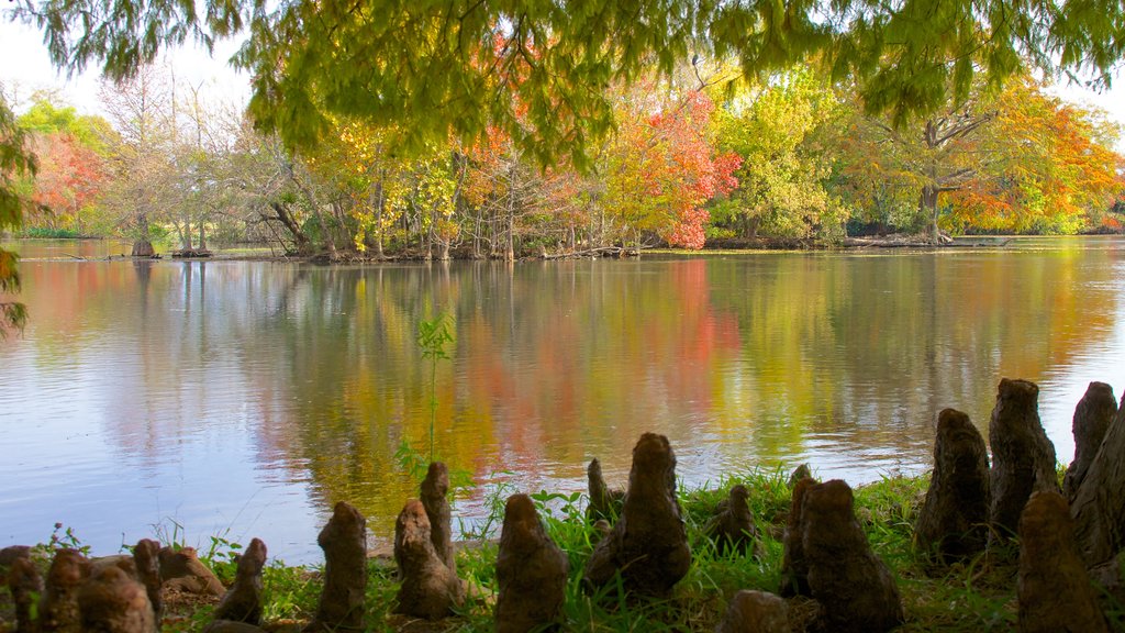 Landa Park que inclui cenas de floresta, um lago ou charco e folhas de outono