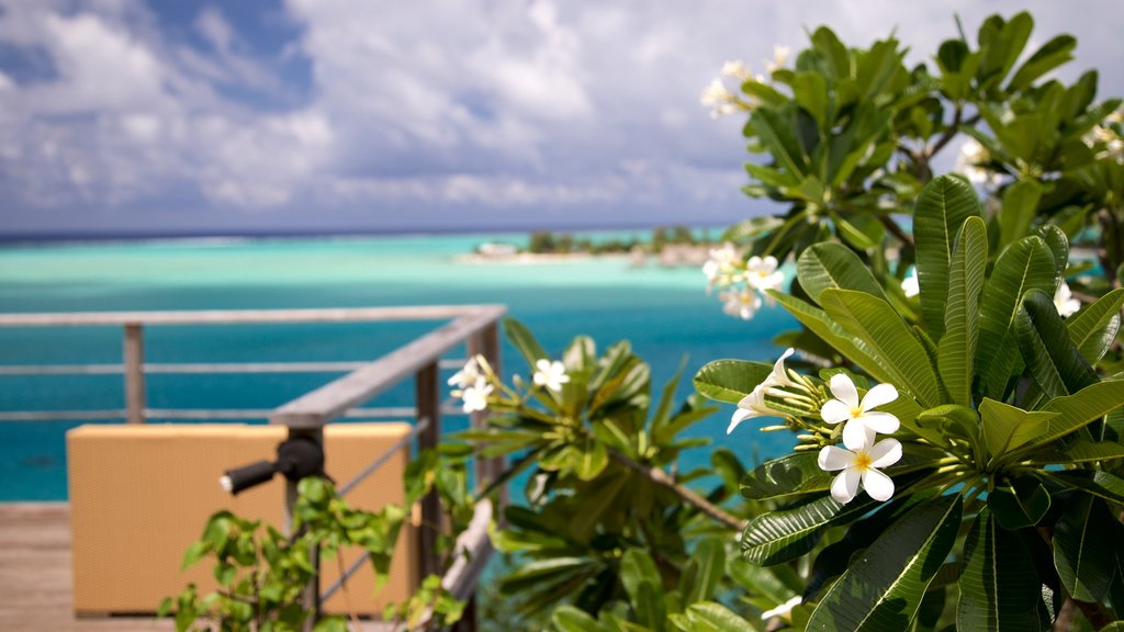 Sofitel Motu que incluye escenas tropicales, vistas generales de la costa y flores silvestres