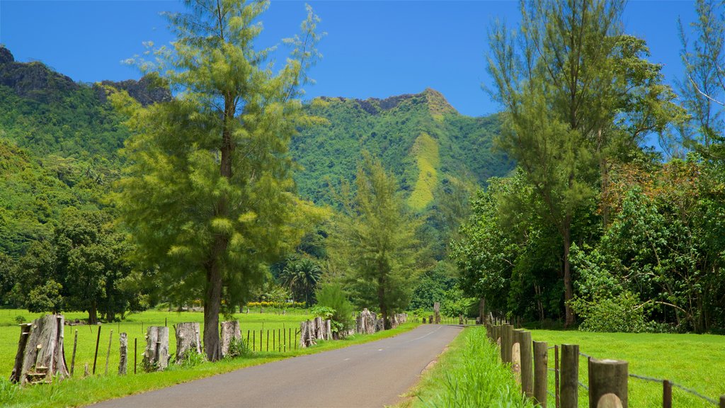 Moorea ofreciendo escenas tranquilas