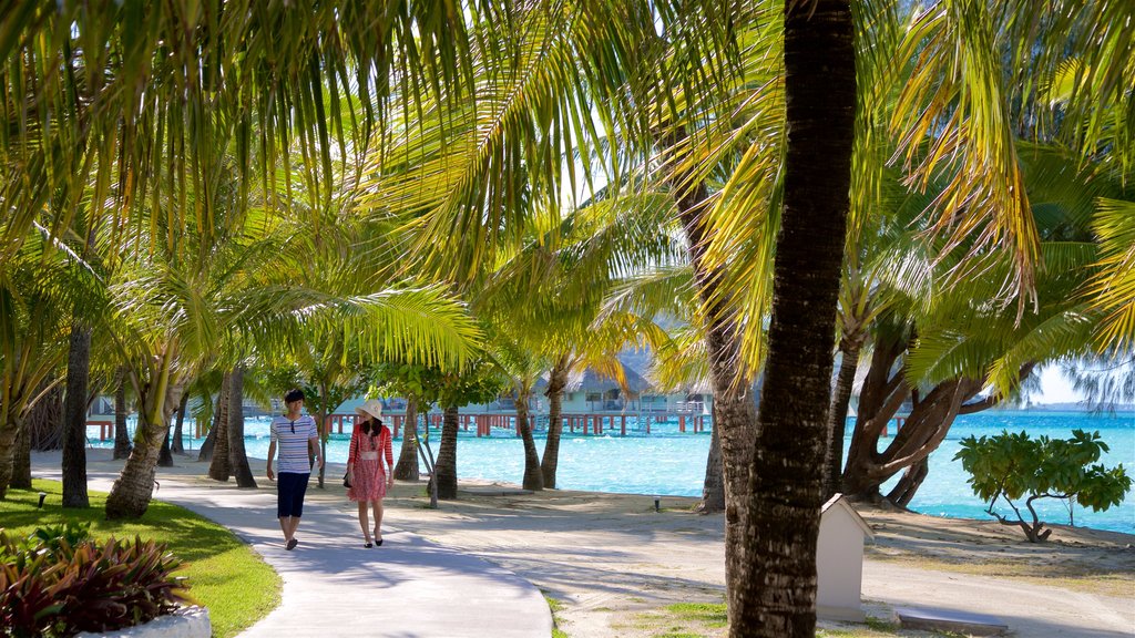 Page du Méridien montrant paysages tropicaux et paysages côtiers aussi bien que un couple