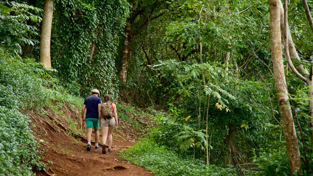 Ponto de observação Belvedere que inclui escalada ou caminhada e cenas de floresta assim como um casal