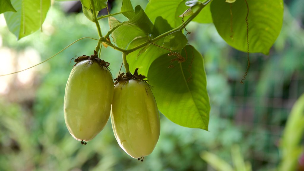 Moorea Tropical Garden featuring food