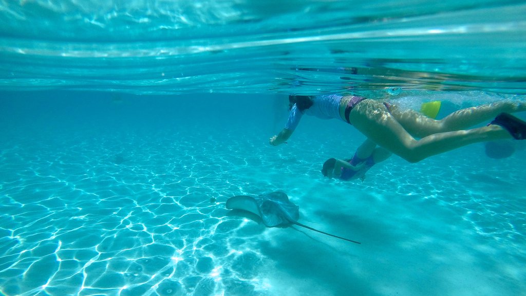 Playa Tiahura mostrando vida marina, escenas tropicales y snorkeling