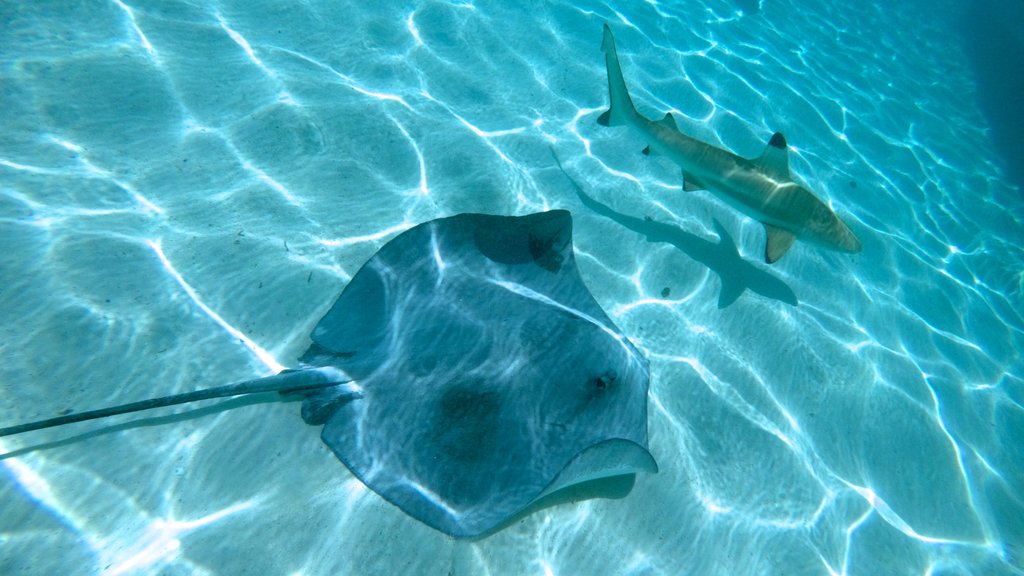 Tiahura Beach which includes tropical scenes and marine life