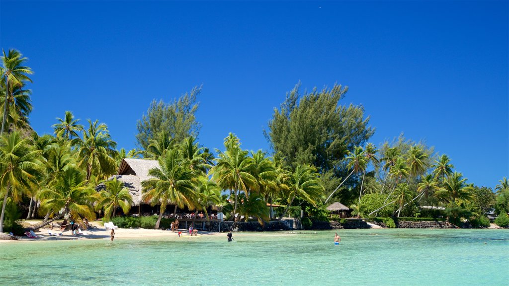 Tiahura Beach featuring tropical scenes and general coastal views