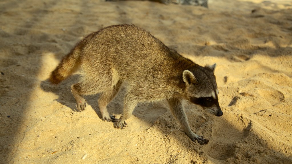 Punta Sur Ecological Park showing cuddly or friendly animals and zoo animals