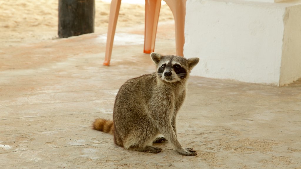 Punta Sur Ecological Park showing cuddly or friendly animals and zoo animals