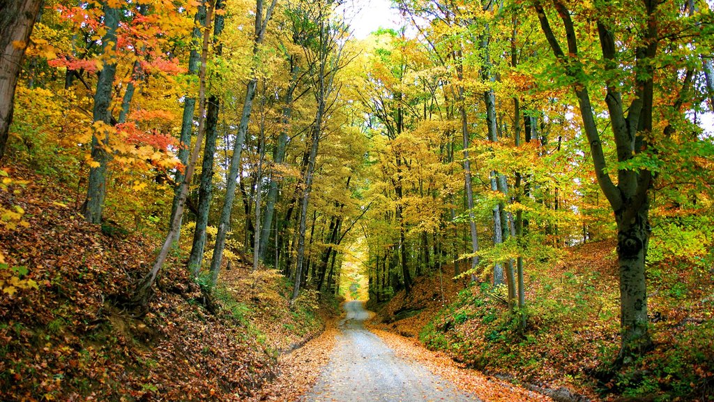 Parque estatal Brown County ofreciendo escenas forestales y los colores del otoño