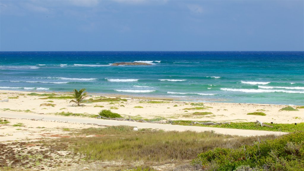 Punta Sur Ecological Park showing general coastal views and a sandy beach