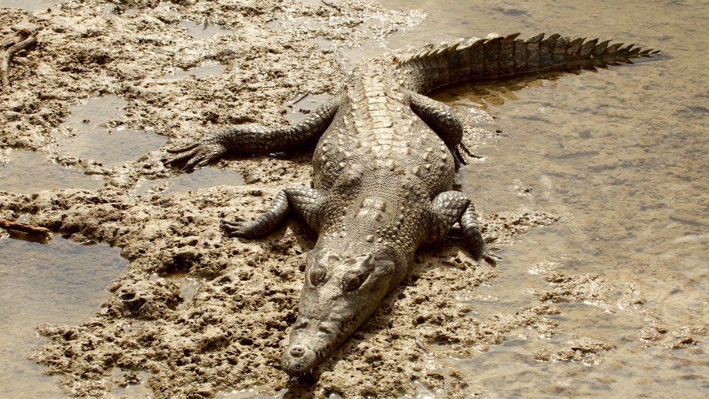 Parque ecológico Punta Sur caracterizando animais perigosos e animais de zoológico