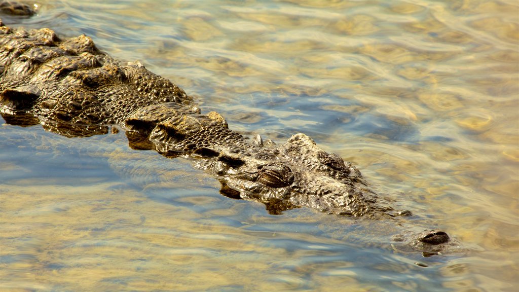 Punta Celerain Lighthouse showing dangerous animals