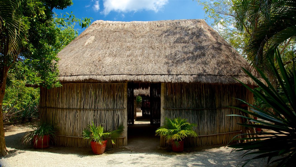 Parque Nacional Chankanaab ofreciendo un jardín y escenas tropicales