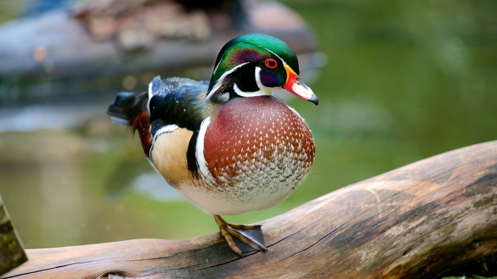 Lagos Zoo showing bird life