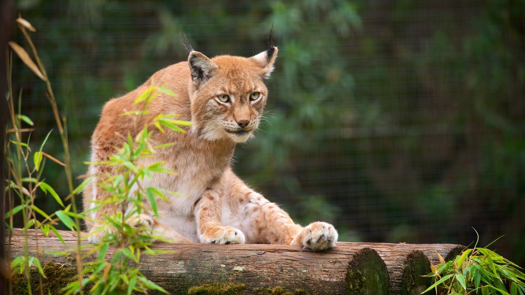 Lagos Zoo which includes zoo animals and land animals