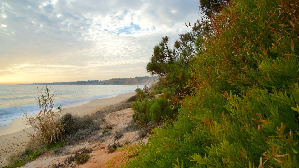 Playa de Falesia que incluye vistas generales de la costa, una puesta de sol y una playa de arena