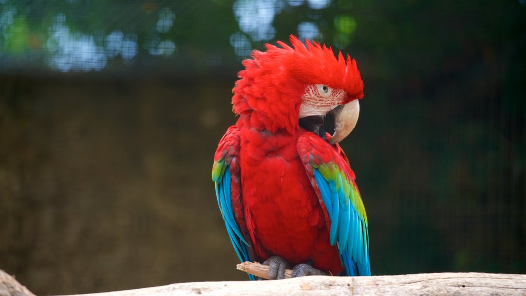 Lagos Zoo showing bird life and zoo animals