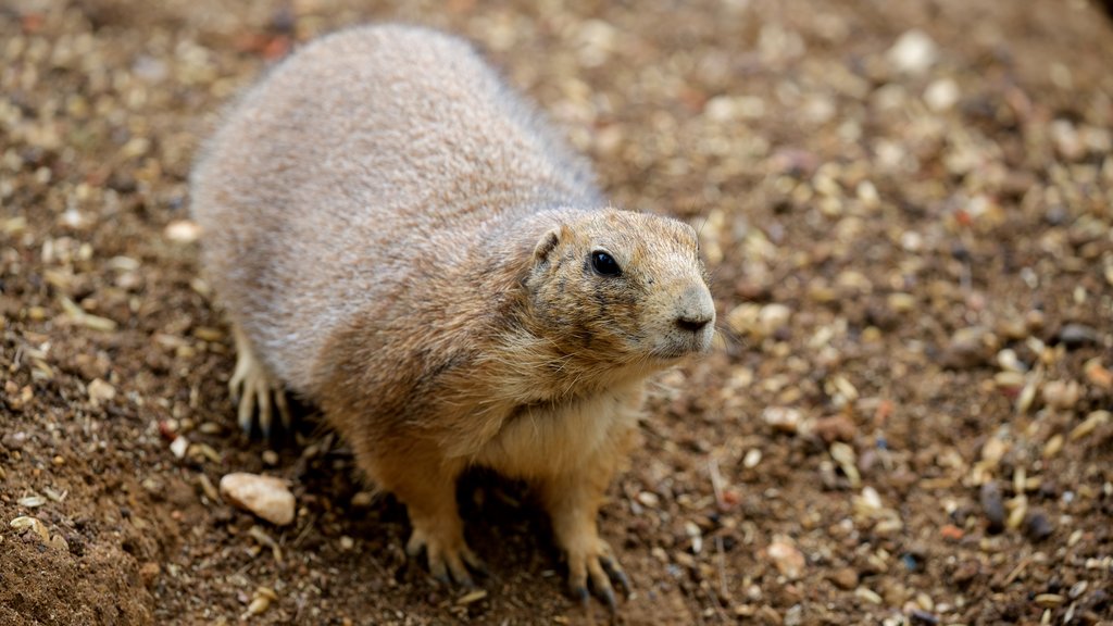 Parque Zoológico de Lagos toont schattige dieren en dierentuindieren