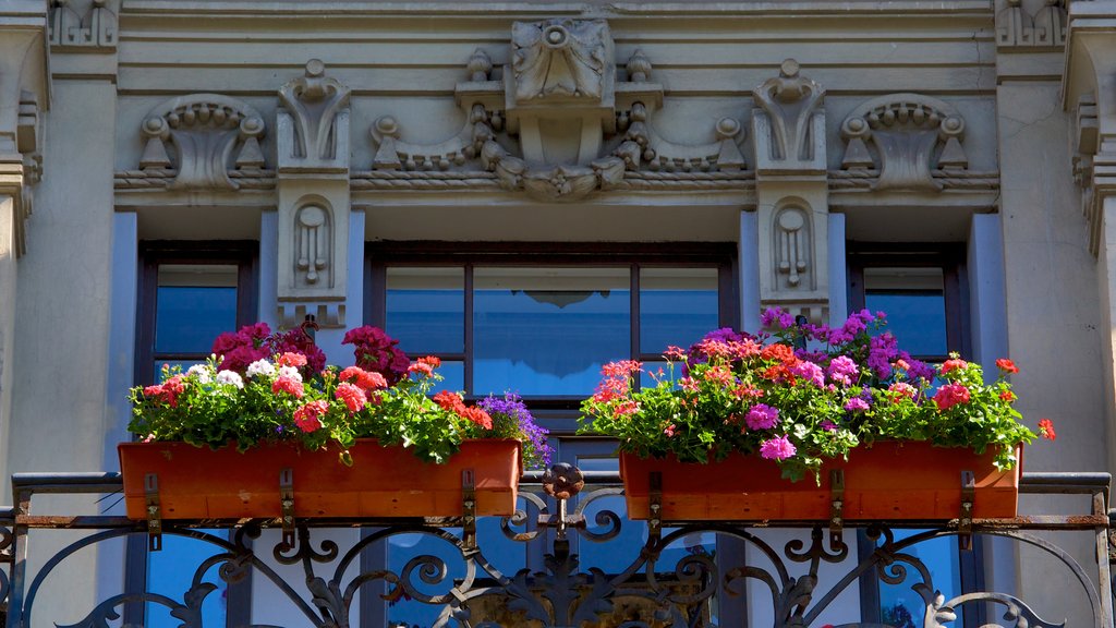 Alberta Iela showing heritage elements and flowers