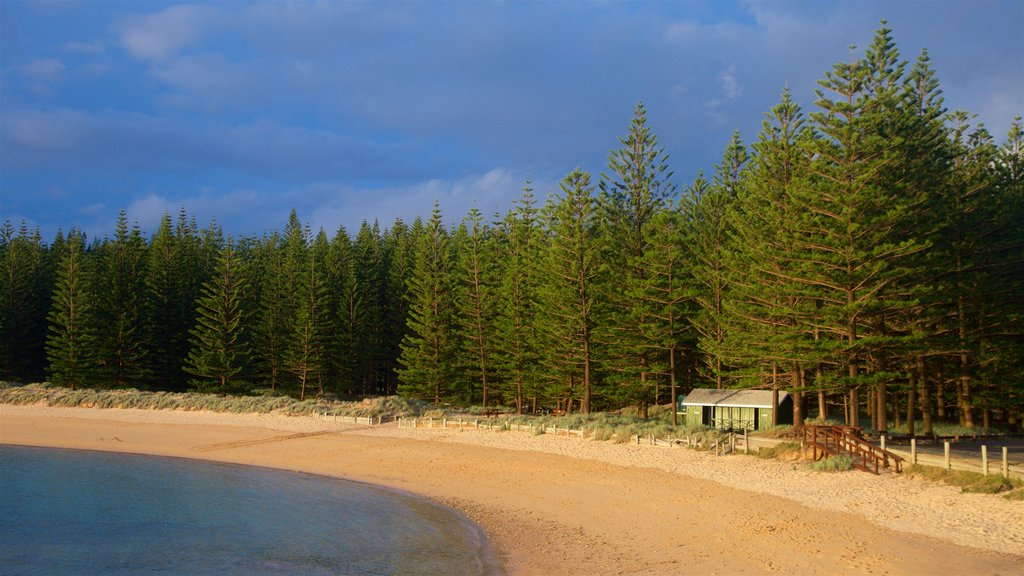 Emily Bay Beach ofreciendo escenas forestales, una playa y vistas generales de la costa