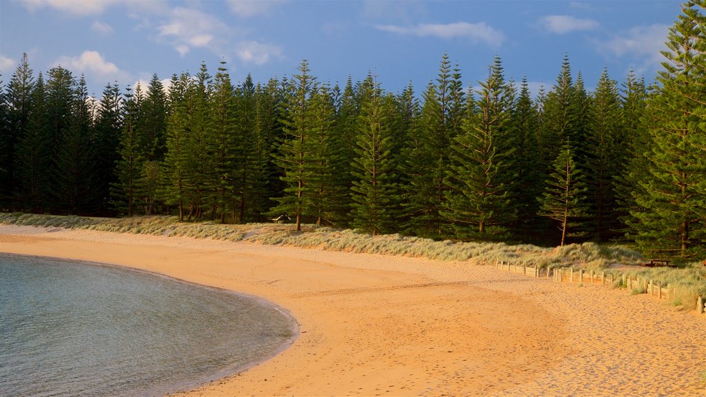 Emily Bay Beach which includes forest scenes, a beach and general coastal views