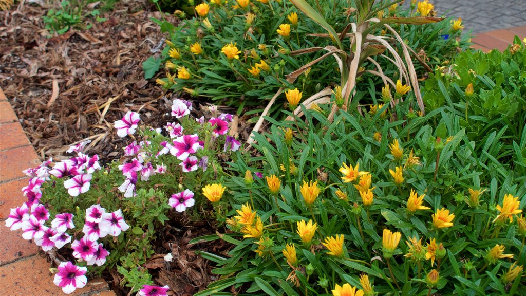 Milton featuring wildflowers