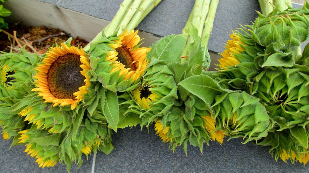 Milton mit einem Blumen