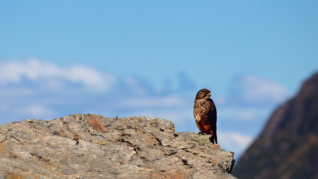 Parque Nacional Monte Cook que inclui vida das aves e cenas tranquilas