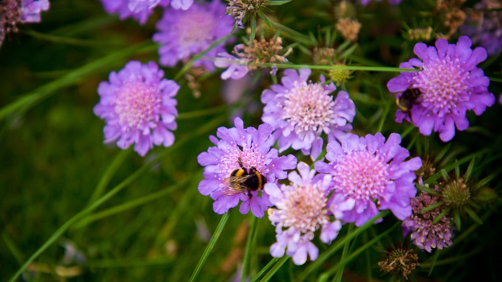 Geraldine mostrando flores silvestres