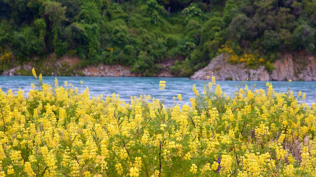 Rakaia Gorge ofreciendo flores silvestres y un lago o espejo de agua