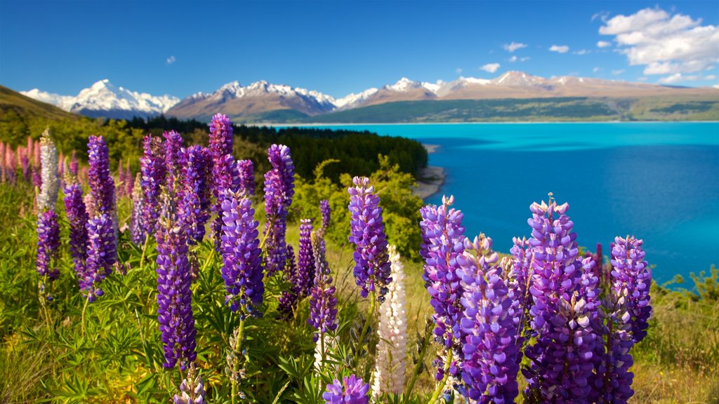 Parque Nacional Mount Cook ofreciendo escenas tranquilas, un lago o abrevadero y flores silvestres