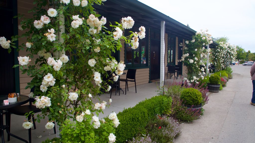 Geraldine showing flowers