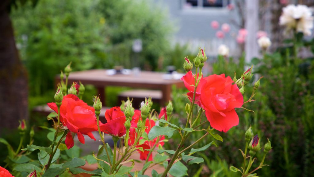 Geraldine toont bloemen