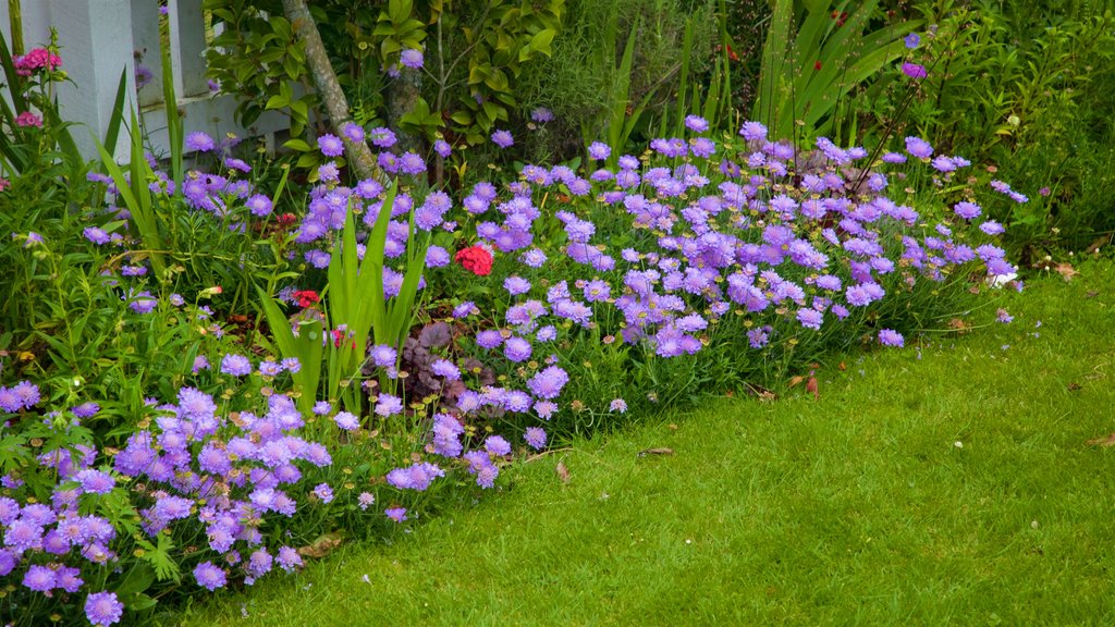 Geraldine showing wild flowers