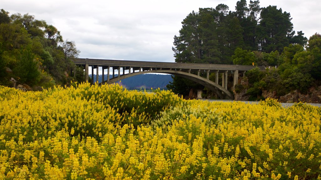 Rakaia Gorge showing wild flowers and a bridge