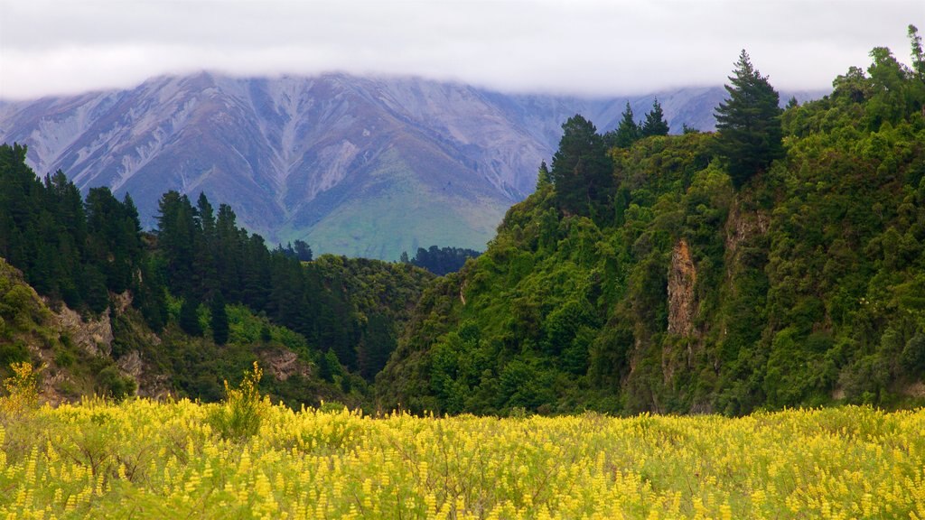 Rakaia Gorge som omfatter vilde blomster, tåge eller dis og fredfyldte omgivelser