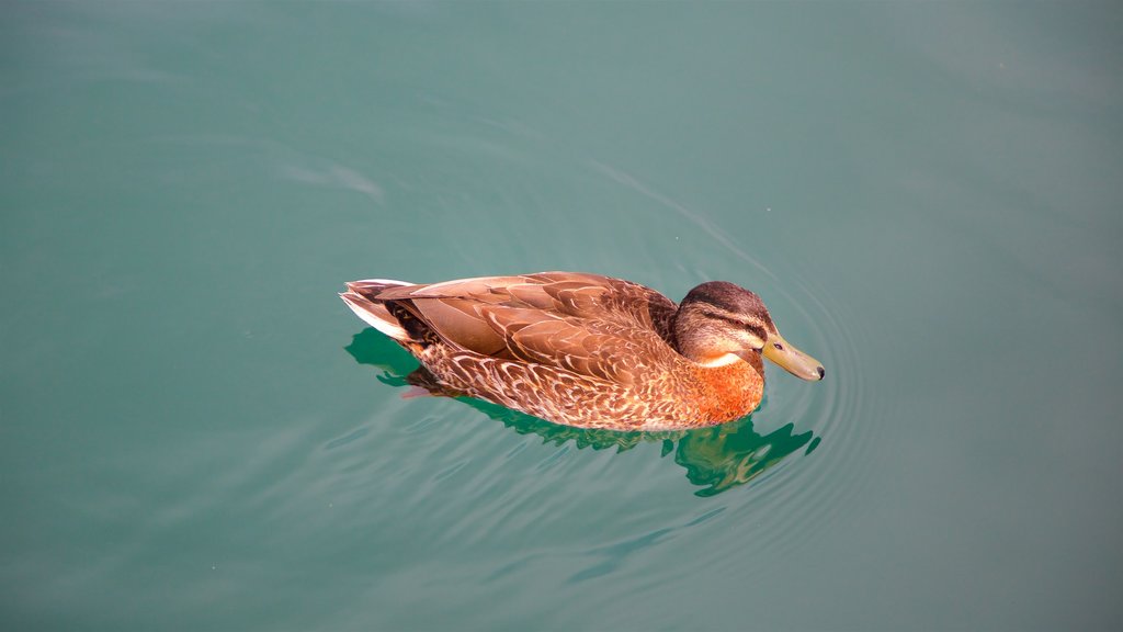 Twizel which includes bird life