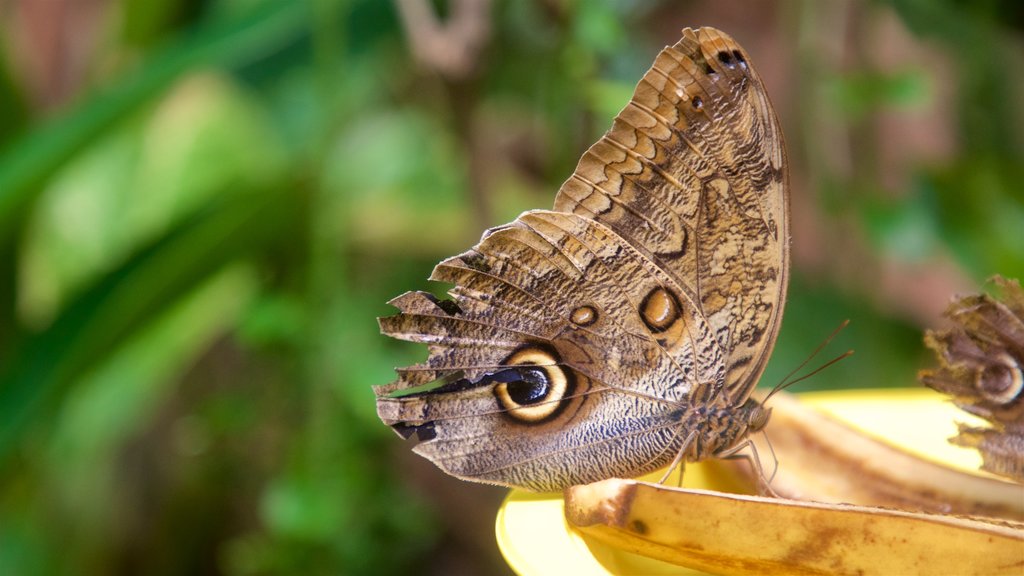 Jardín de mariposas y orquídeas mostrando animales