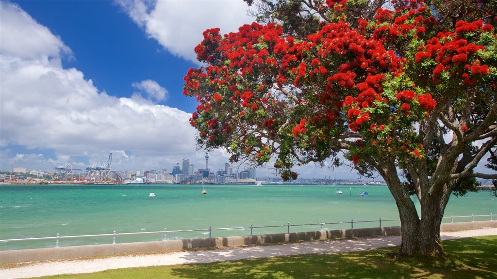 Devonport showing a city, general coastal views and wild flowers