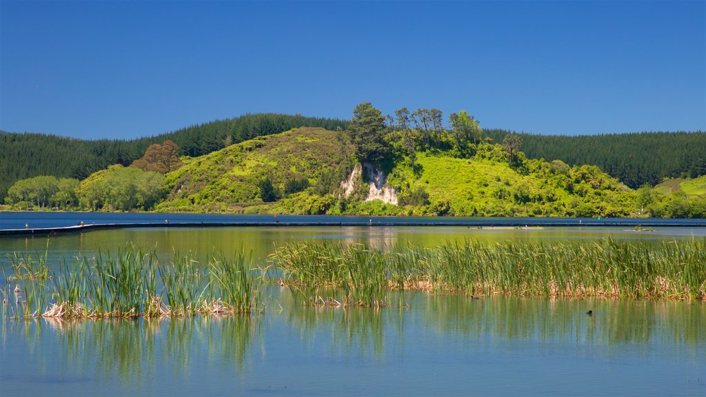 Lake Rotoiti som viser fredfyldte omgivelser og en sø eller et vandhul