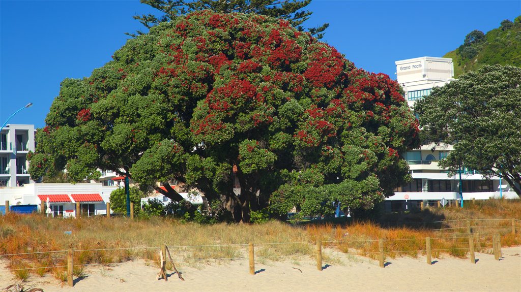 Mount Maunganui mostrando uma praia