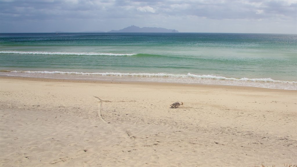 Mangawhai Heads Beach mostrando paisagens litorâneas e uma praia de areia