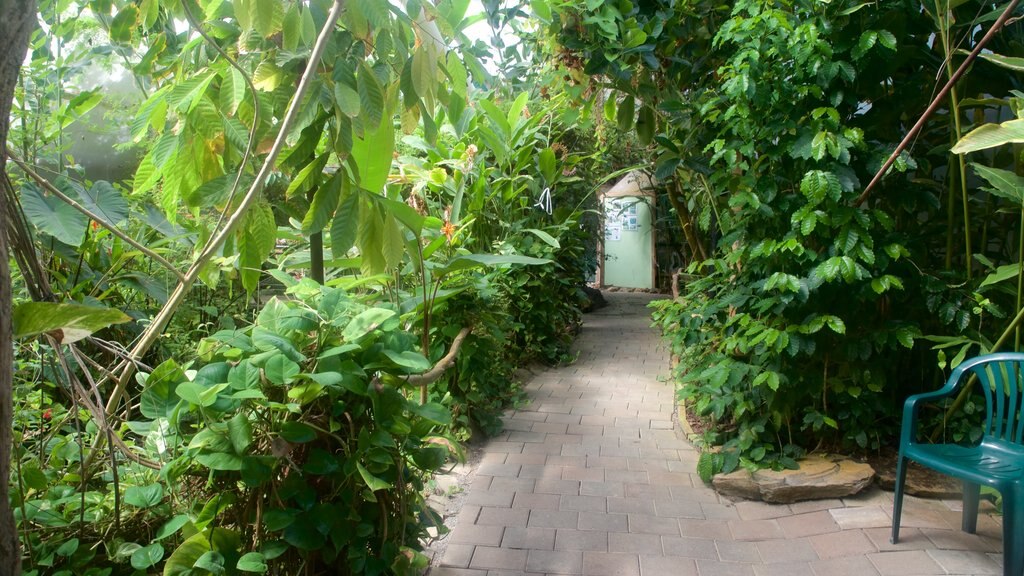 Jardín de mariposas y orquídeas ofreciendo jardín