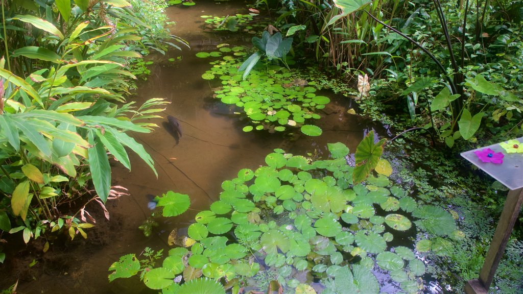 Butterfly and Orchid Garden showing a pond