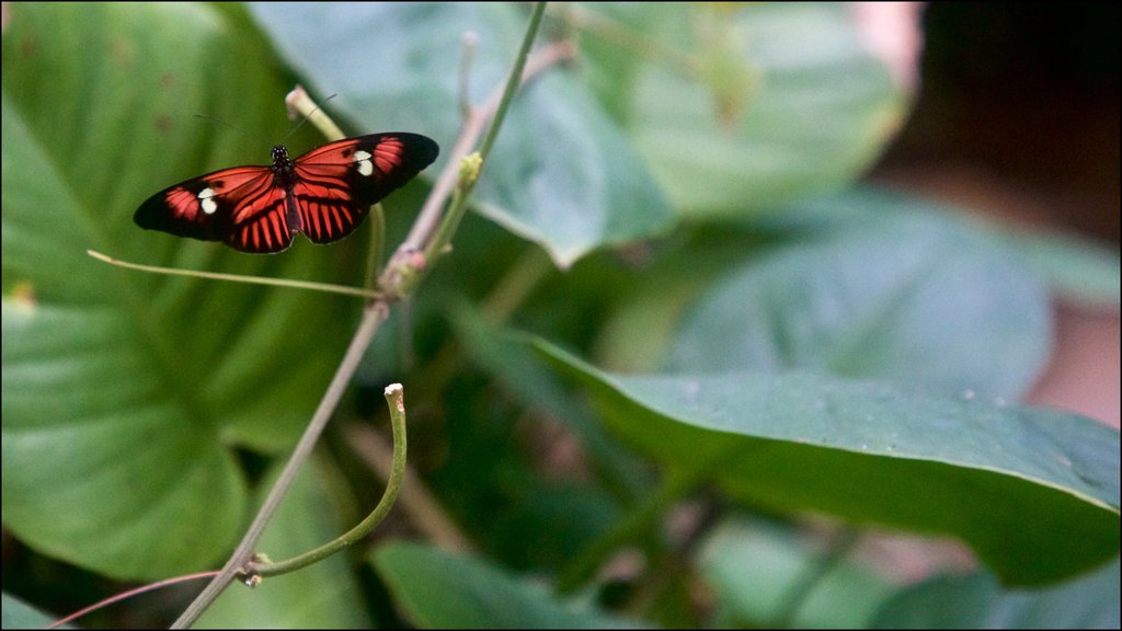 Butterfly and Orchid Garden showing animals