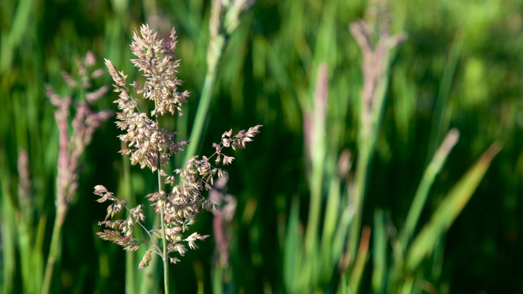 Whitianga og byder på vilde blomster