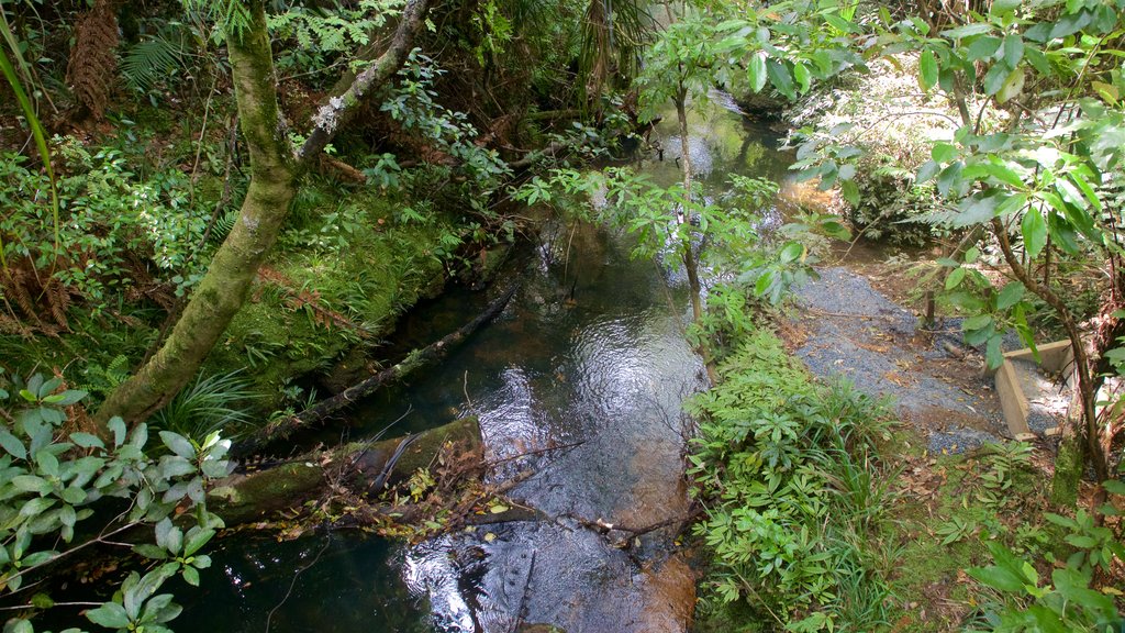 Tane Mahuta mostrando imágenes de bosques y un río o arroyo