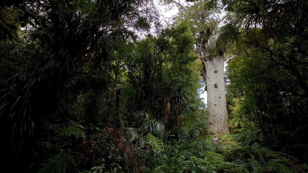 Tane Mahuta showing forest scenes