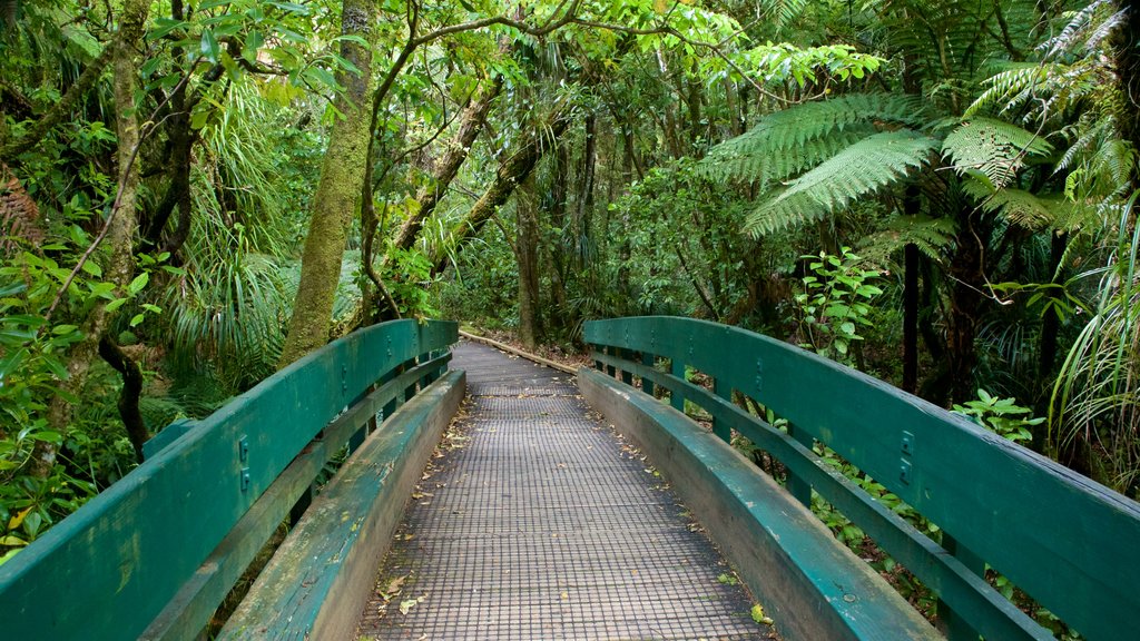 Tane Mahuta yang mencakup alam belantara dan jembatan