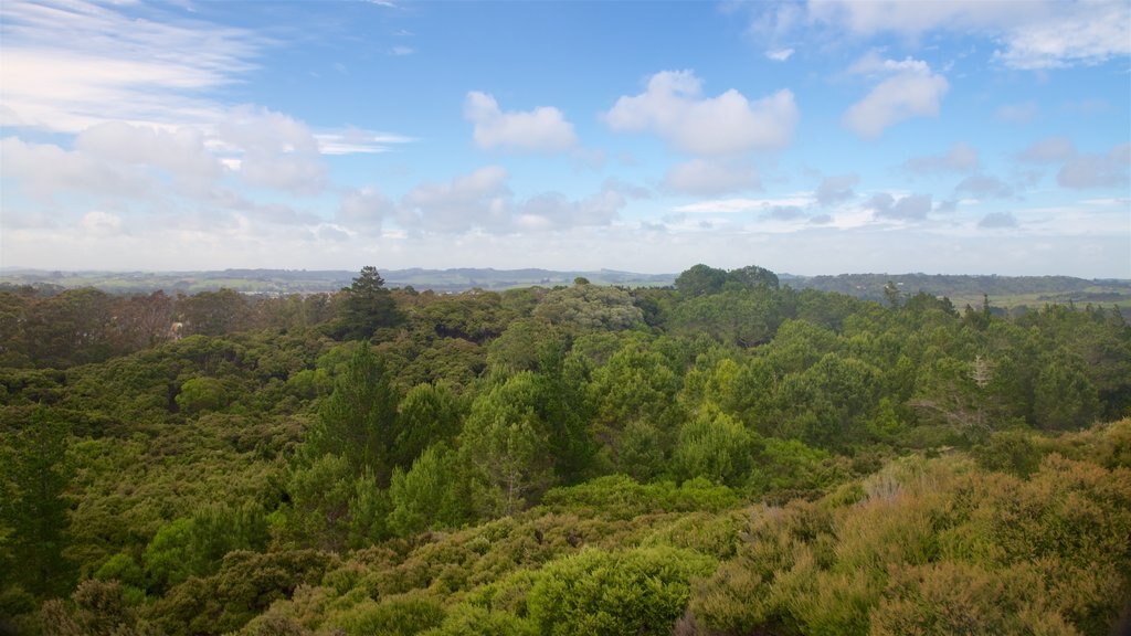 Mangawhai Heads mostrando vista panorámica, escenas tranquilas y bosques