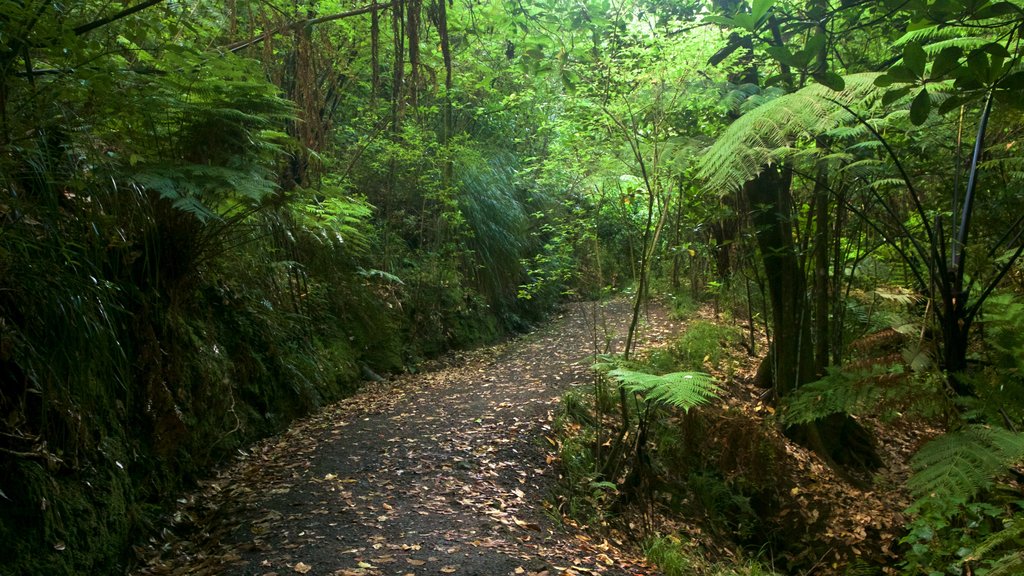 Auckland Domain mettant en vedette forêts